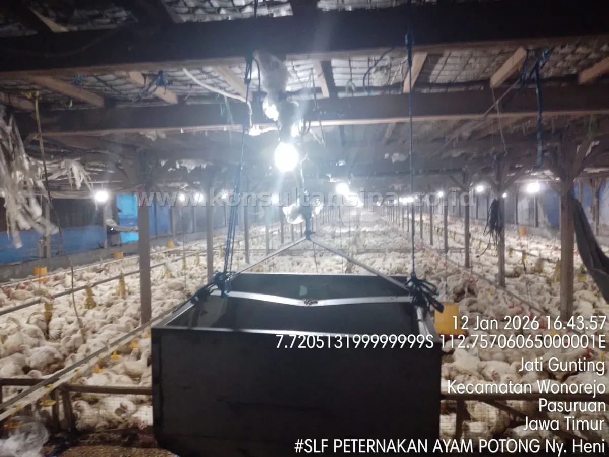 Kondisi interior kandang ayam potong saat survey kelayakan SLF di Pasuruan